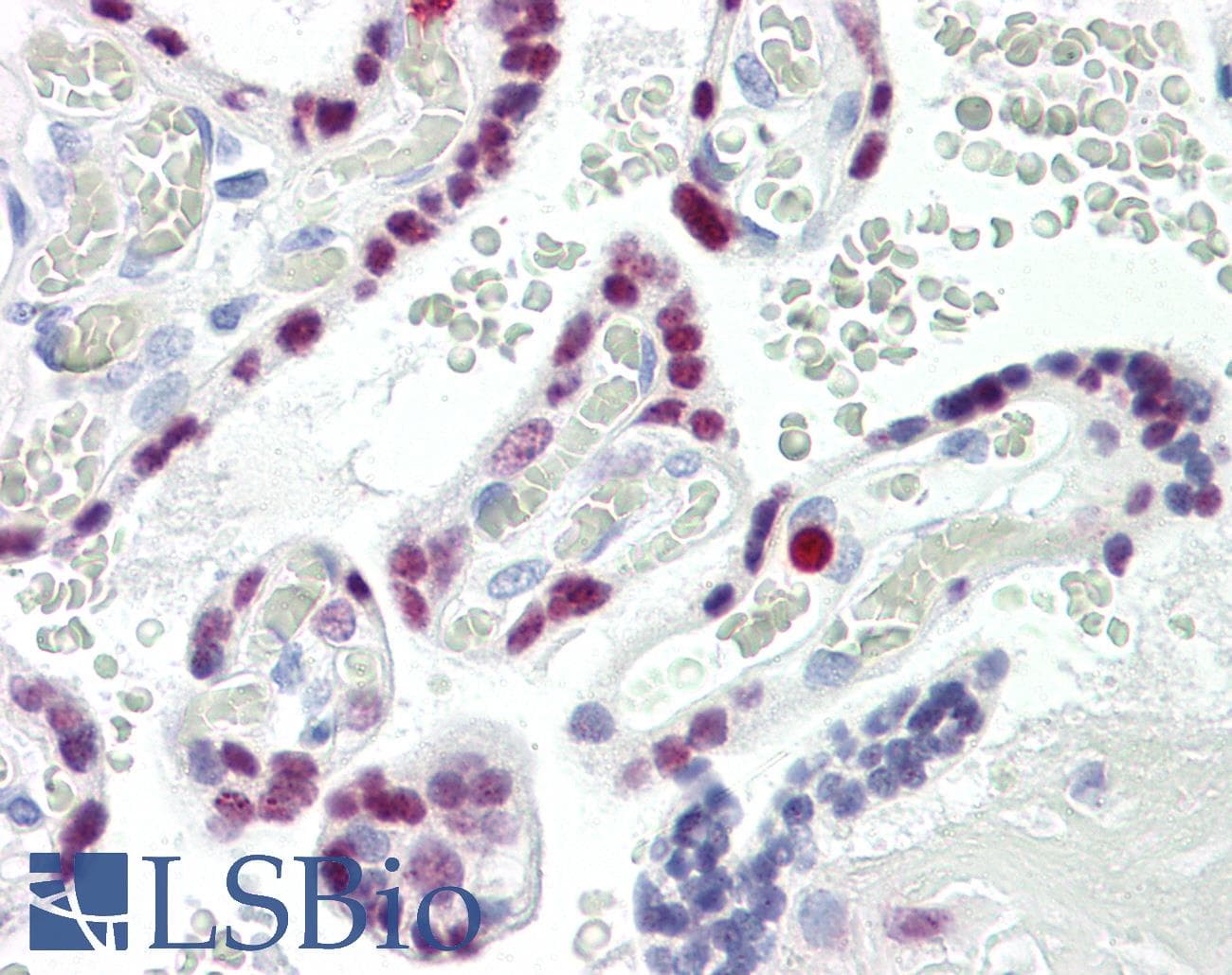 IHC-plus™ AP-2 Alpha/Beta Antibody (aa388-437)