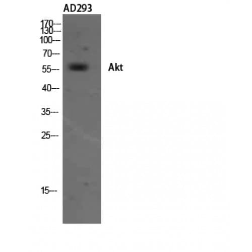 AKT1 Antibody (250-330 aa)