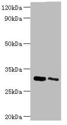 CLIC4 Antibody (aa1-253)