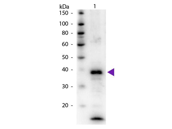 ARG1 / Arginase 1 Antibody