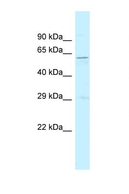 SRP54 Antibody (aa391-440)