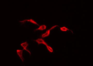 WNK1 Antibody
