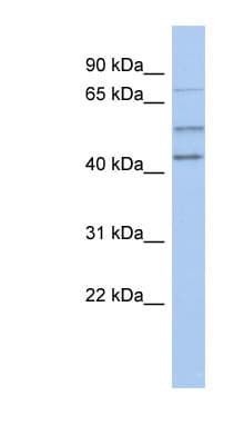 NEDD1 Antibody (N-Terminus)