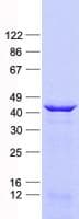 Human LSM11 Protein (Recombinant His, N-Terminal)
