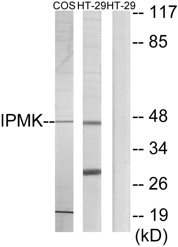 IHC-plus™ IPMK Antibody (aa311-360)