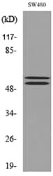 CFLAR / FLIP Antibody