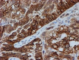 FXYD3 Antibody (clone OTI4E3, Carrier-free)