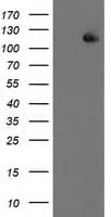 ERCC4 / XPF Antibody (clone OTI4E11)