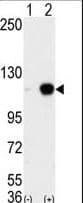 Polyclonal Rabbit anti-Human KDM1A / LSD1 Antibody (aa819-852, IHC, IF, WB)