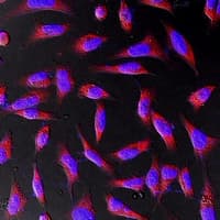 ACTB / Beta Actin Antibody