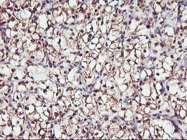 SERPINB6 / PI-6 Antibody (clone OTI2F8)