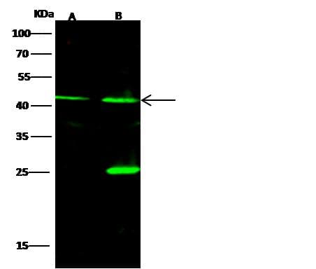 SET / TAF-I Antibody (Preservative Free)
