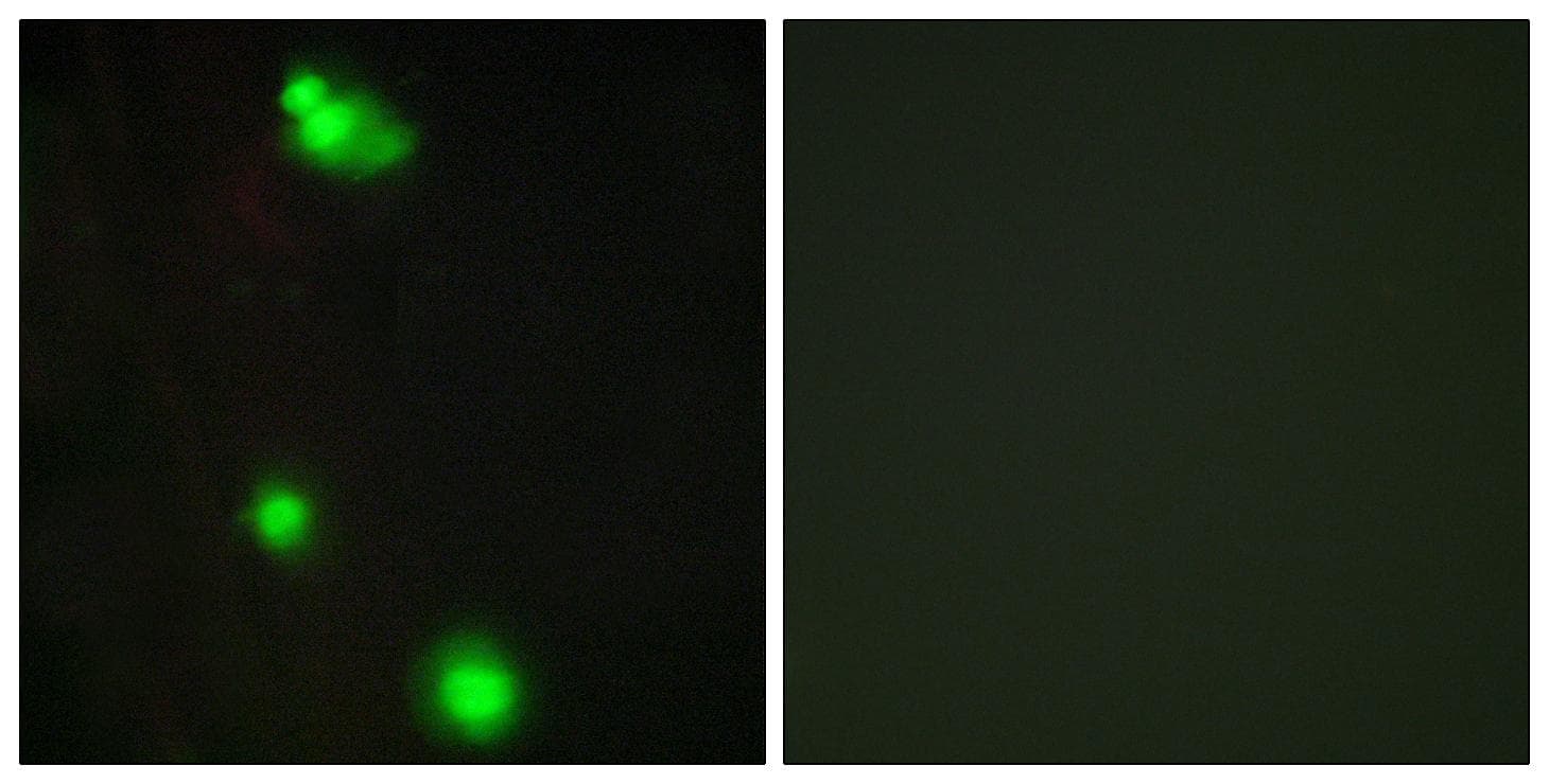 SRSF3 / SRP20 Antibody
