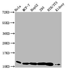 HIST1H4I Antibody