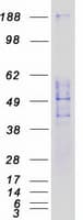 Human SIGLEC9 Protein (Recombinant Myc-DDK (Flag))