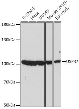 USP37 Antibody