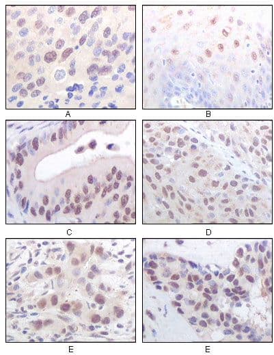 MYST1 Antibody (clone 8C4C4)