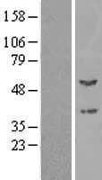 PPOX Protein (Over-Expression Lysate Myc-DDK (Flag))
