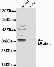 Monoclonal Mouse anti-Human NFKBIA / IKB Alpha / IKBA Antibody (WB)