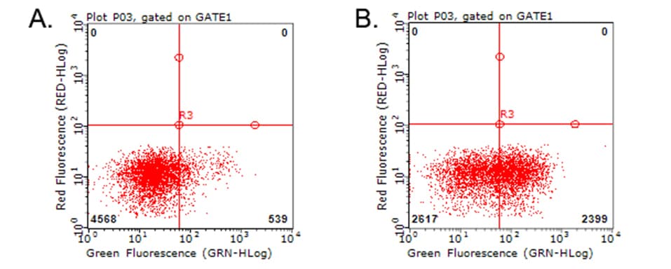 Monoclonal Mouse anti-Human HAVCR2 / TIM-3 Antibody (clone OTI1C4, WB)