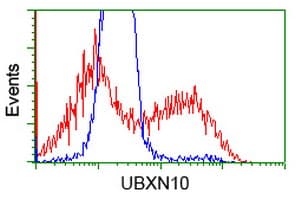 UBXN10 Antibody (clone OTI1H5)