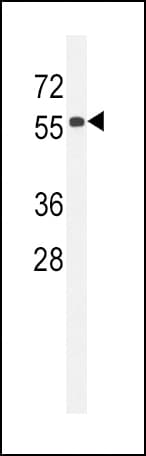 CCDC85C Antibody (aa56-85)