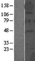 Human GLRA2 Protein (Over-Expression Lysate Myc-DDK (Flag))