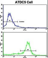 MSRB2 / MSRB Antibody (aa44-73)