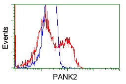 Monoclonal Mouse anti-Human PANK2 Antibody (clone OTI3H9, IHC, IF, WB)