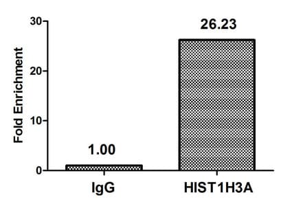 Polyclonal Rabbit anti-Human HIST1H3A Antibody (IHC, IF, WB)