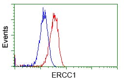 ERCC1 Antibody (clone OTI1C6)