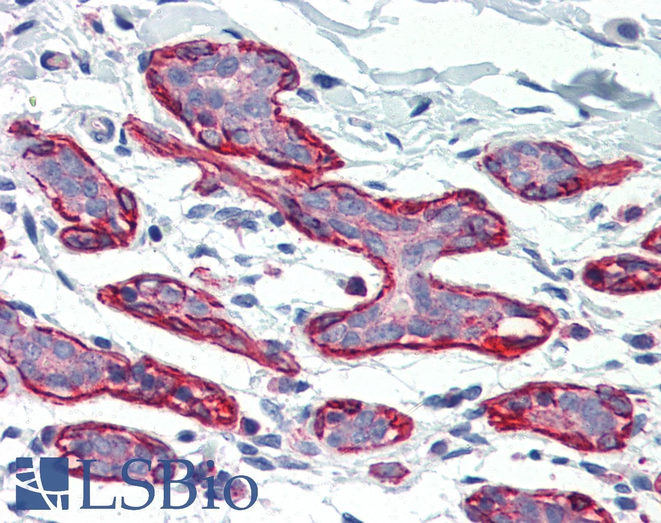 PathPlus™ DLG4 / PSD95 Antibody (C-Terminus)
