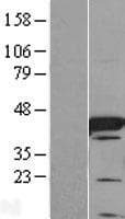 I-BABP / FABP6 Protein (Over-Expression Lysate Myc-DDK (Flag))