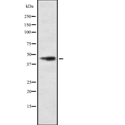 COX15 Antibody
