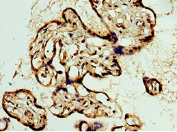 BCAS2 Antibody (aa1-225)