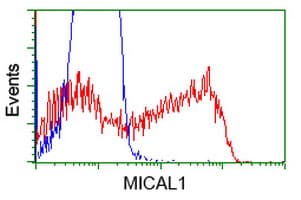 MICAL1 / MICAL Antibody (clone OTI6G2)