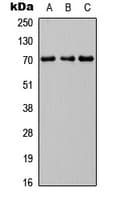 Polyclonal Rabbit anti-Human INPP5J / PIB5PA Antibody (C-Terminus, IHC, IF, WB)