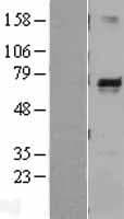 MLPH / Melanophilin Protein (Over-Expression Lysate Myc-DDK (Flag))