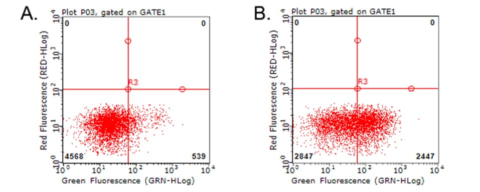 HAVCR2 / TIM-3 Antibody (clone OTI13B10)