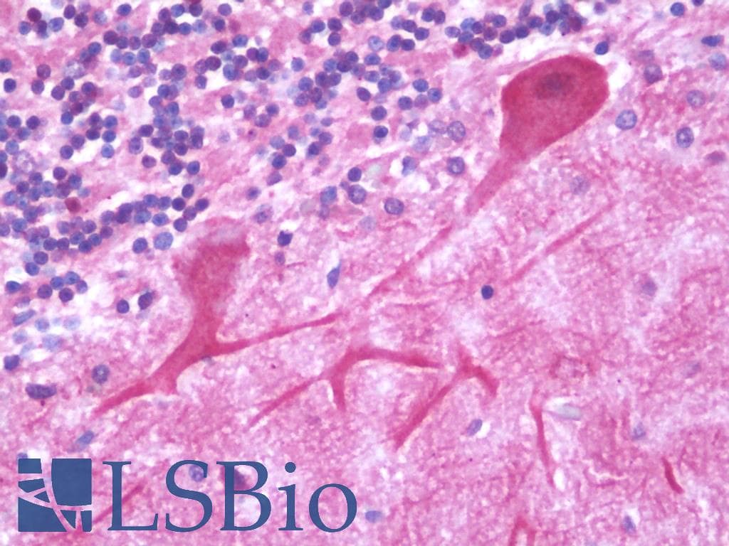 IHC-plus™ TMBIM1 Antibody (aa251-300)