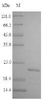 Mycobacterium bovis HSP 16.3 Protein (Recombinant 9His, C-terminus)