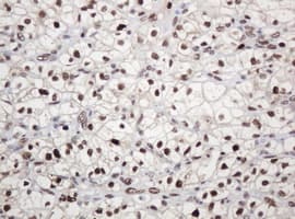 PCNA Antibody (clone OTI4G3)