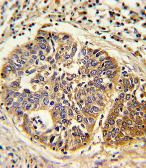 Polyclonal Rabbit anti-Human HMGCS1 / HMG-CoA Synthase 1 Antibody (aa442-470, IHC, WB)