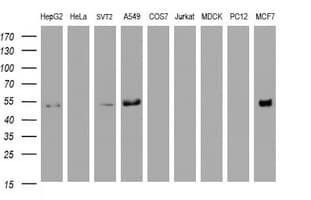 Selenium Binding Protein 1 Antibody (clone 3D4, Carrier-free)