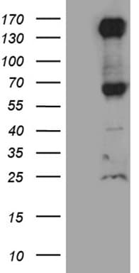 ROBO4 Antibody (aa32-331, clone OTI4E2)