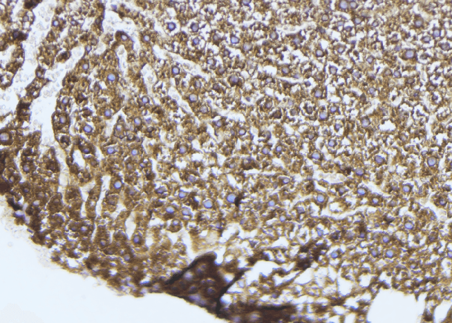 TLR9 Antibody