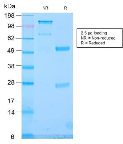 TLE1 / TLE 1 Antibody (aa 175-338, clone TLE1/2946R, Azide-free, Carrier-free)