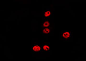 REC8 Antibody