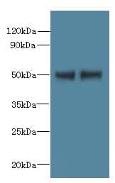 FAM118B Antibody