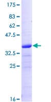 Human CRIPT Protein (Recombinant GST)